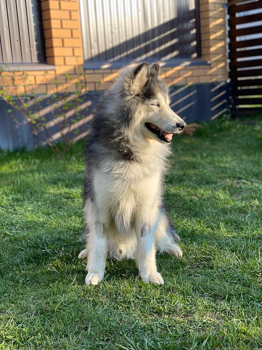 Обеспечить крышу над головой потерявшемуся коту или собаке из приюта может и хочет далеко не каждый. В современном мире это даже своего рода геройство. Мы подготовили для вас несколько таких историй