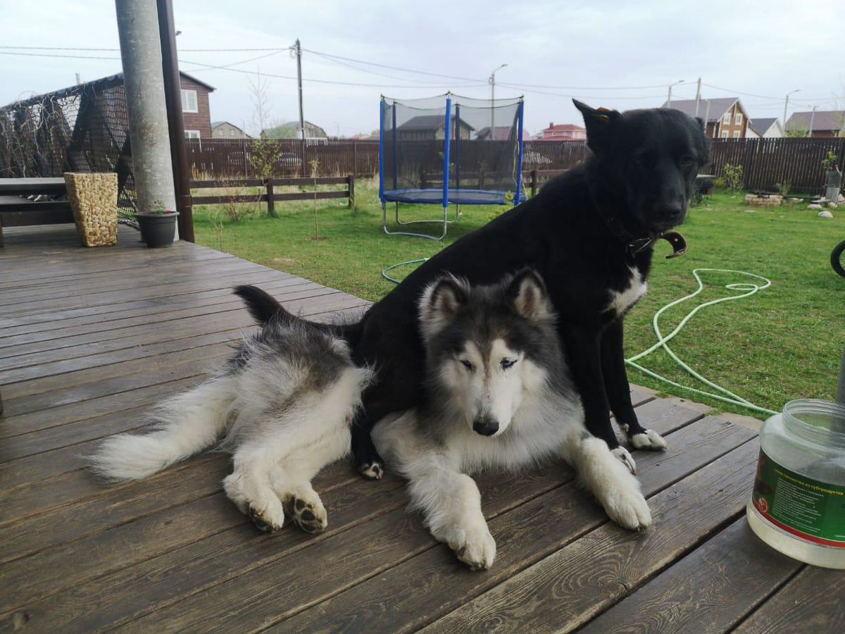 Обеспечить крышу над головой потерявшемуся коту или собаке из приюта может и хочет далеко не каждый. В современном мире это даже своего рода геройство. Мы подготовили для вас несколько таких историй