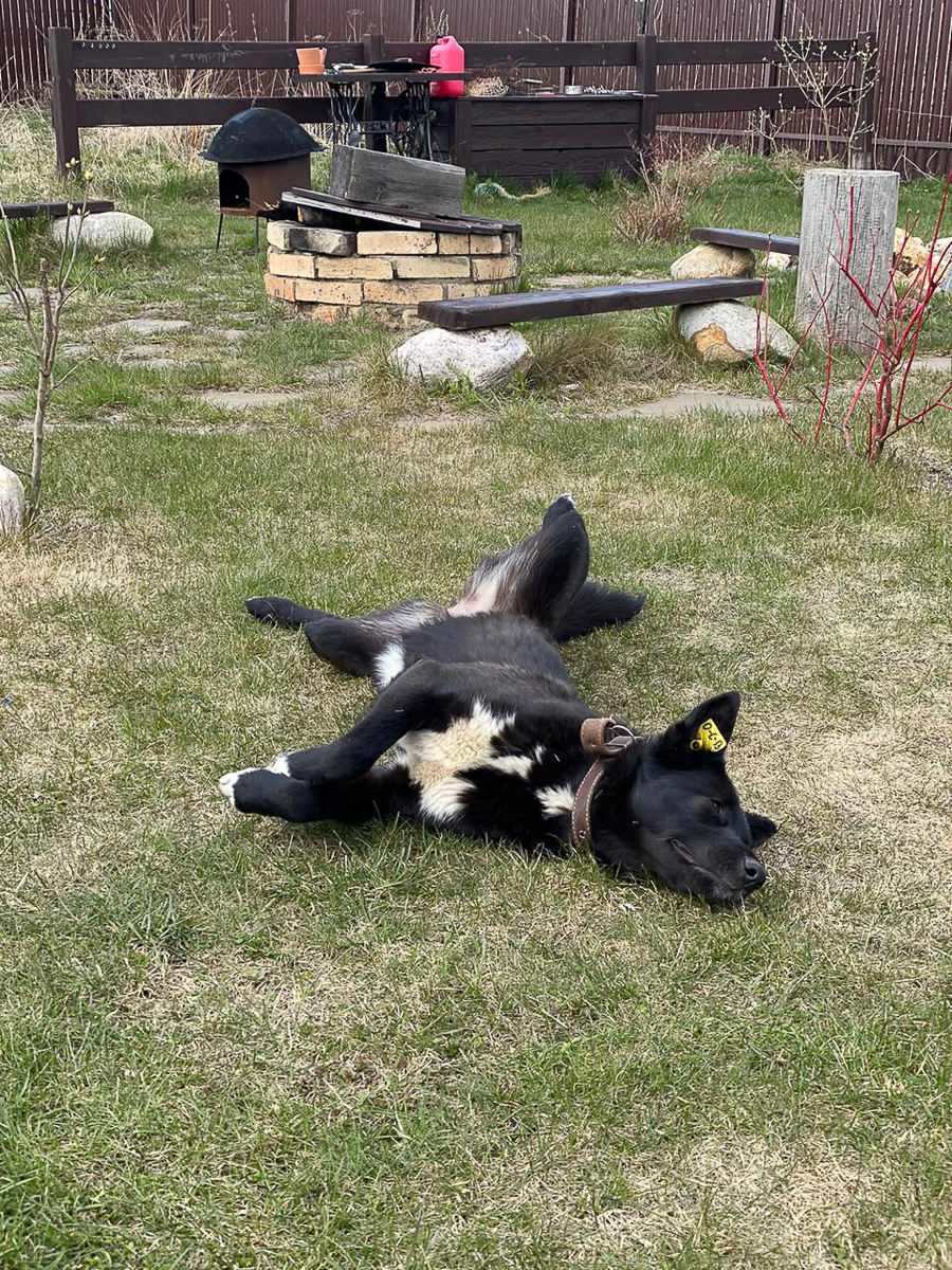 Обеспечить крышу над головой потерявшемуся коту или собаке из приюта может и хочет далеко не каждый. В современном мире это даже своего рода геройство. Мы подготовили для вас несколько таких историй