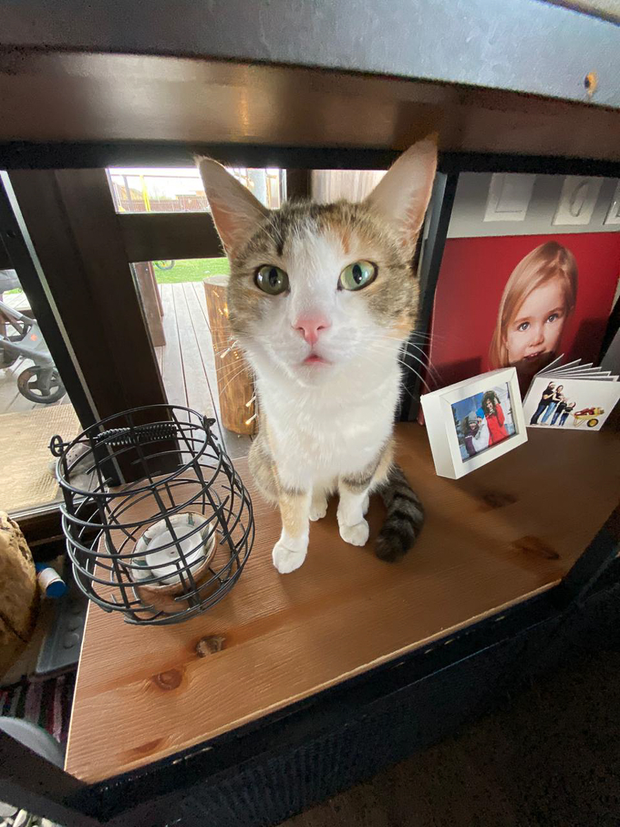 Обеспечить крышу над головой потерявшемуся коту или собаке из приюта может и хочет далеко не каждый. В современном мире это даже своего рода геройство. Мы подготовили для вас несколько таких историй