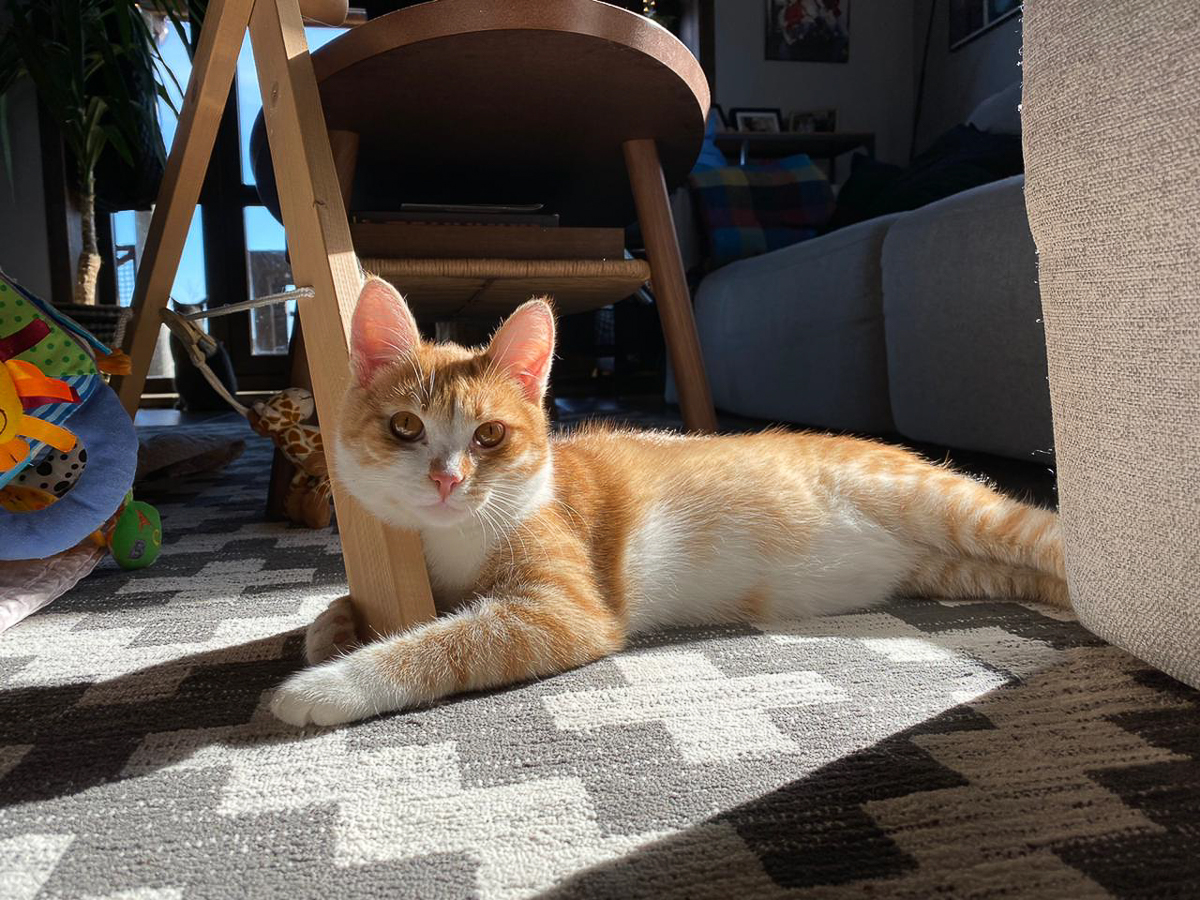 Обеспечить крышу над головой потерявшемуся коту или собаке из приюта может и хочет далеко не каждый. В современном мире это даже своего рода геройство. Мы подготовили для вас несколько таких историй