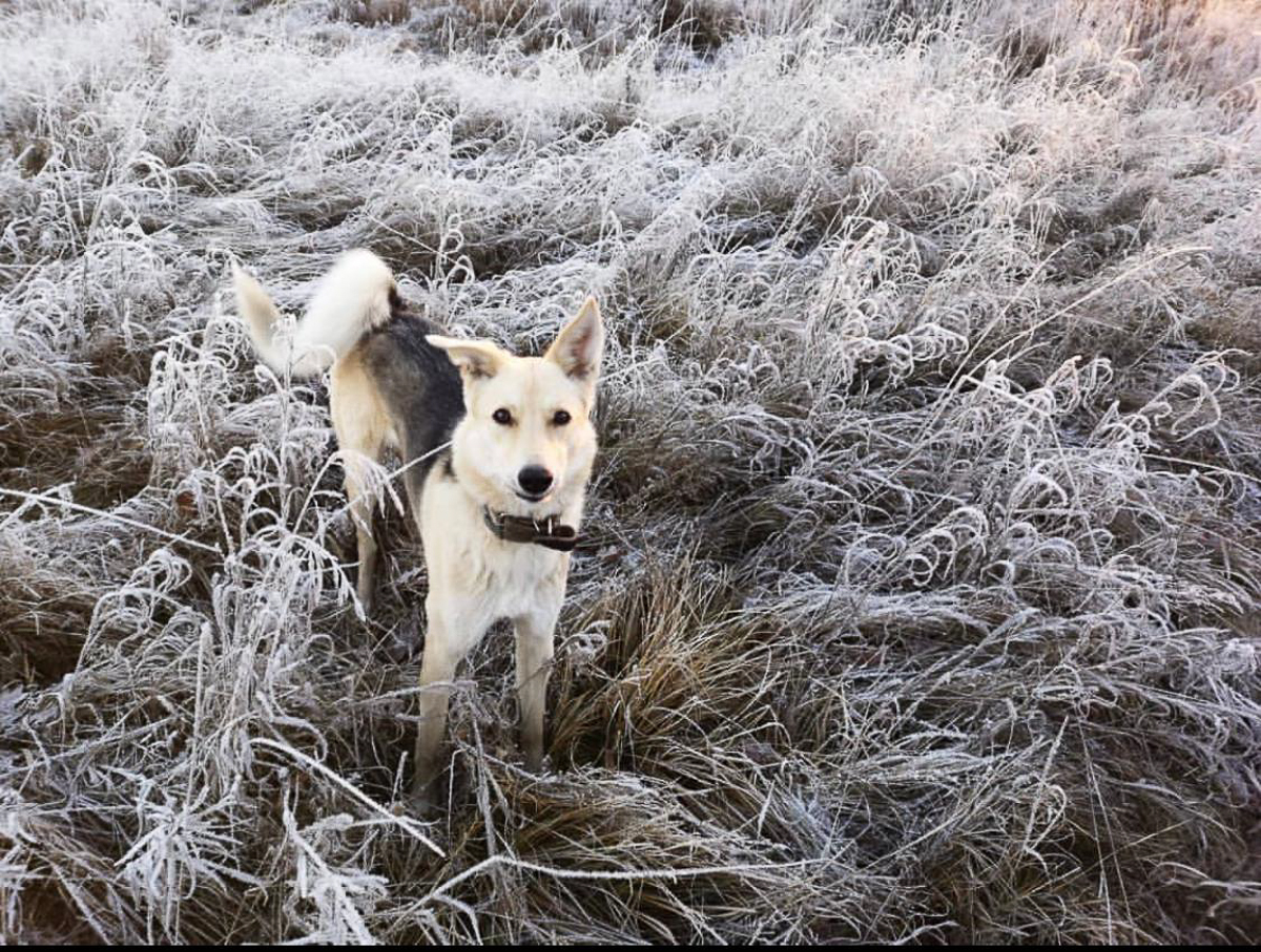 Обеспечить крышу над головой потерявшемуся коту или собаке из приюта может и хочет далеко не каждый. В современном мире это даже своего рода геройство. Мы подготовили для вас несколько таких историй