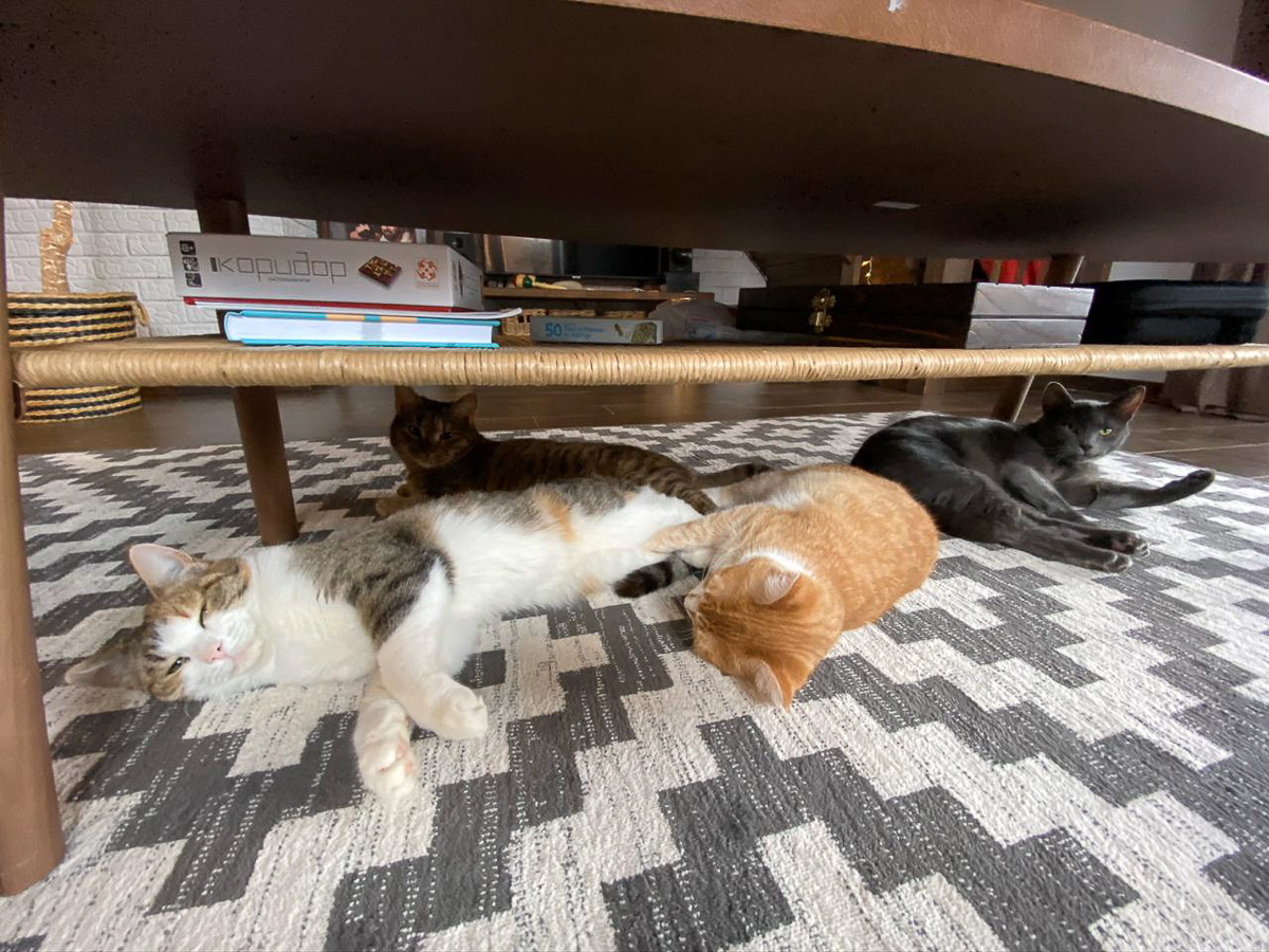 Обеспечить крышу над головой потерявшемуся коту или собаке из приюта может и хочет далеко не каждый. В современном мире это даже своего рода геройство. Мы подготовили для вас несколько таких историй