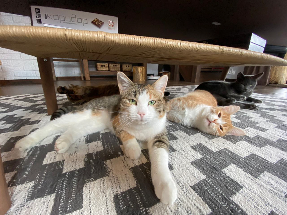 Обеспечить крышу над головой потерявшемуся коту или собаке из приюта может и хочет далеко не каждый. В современном мире это даже своего рода геройство. Мы подготовили для вас несколько таких историй