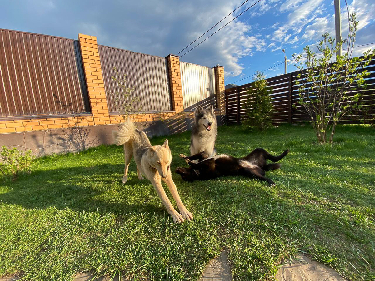 Обеспечить крышу над головой потерявшемуся коту или собаке из приюта может и хочет далеко не каждый. В современном мире это даже своего рода геройство. Мы подготовили для вас несколько таких историй