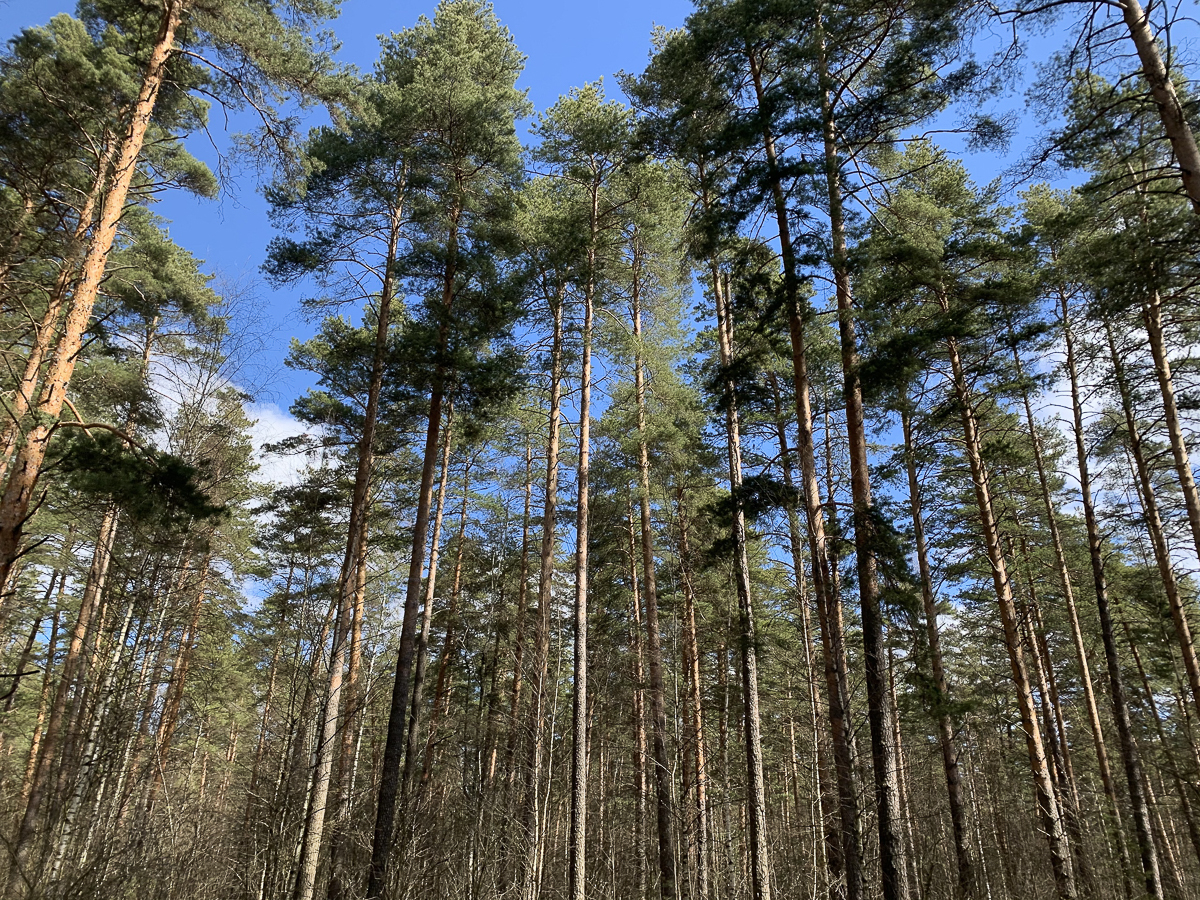 Новый вариант М12 сначала назвали более приемлемым для жителей. Но на самом деле это не так. Около 20 000 людей пострадают из-за автобана