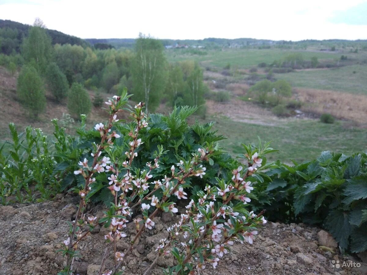 Чтобы стать дачником, не обязательно покупать землю и дом, можно просто взять все блага загородной жизни в аренду