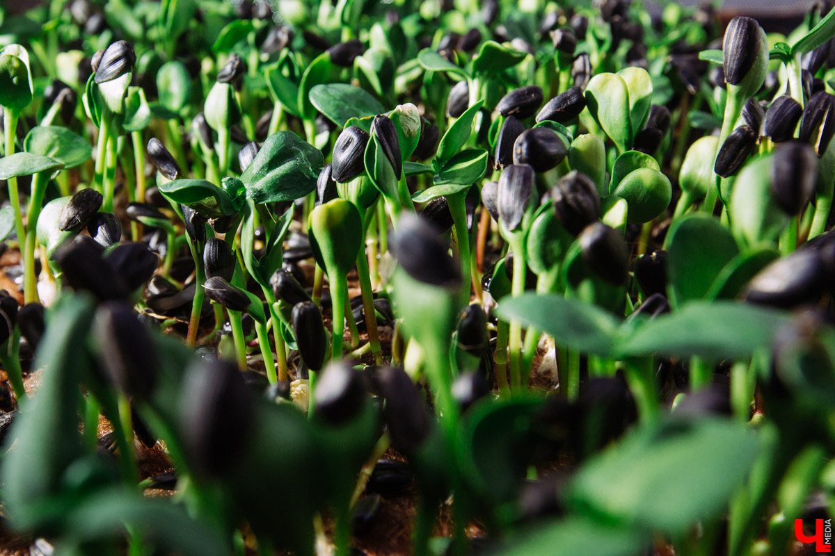 Владимирские студенты, открывшие на грант «Территории смыслов» сити-ферму почти в центре города, о популярных экопродуктах и пользе домашнего хозяйства для здоровья