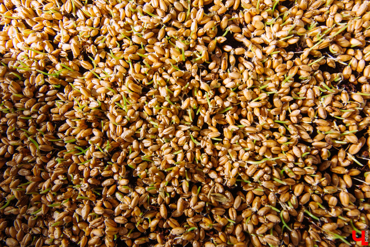 Владимирские студенты, открывшие на грант «Территории смыслов» сити-ферму почти в центре города, о популярных экопродуктах и пользе домашнего хозяйства для здоровья