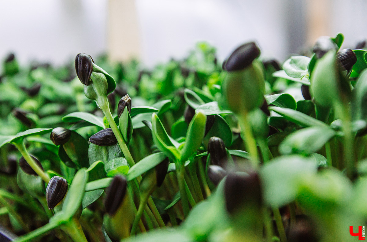 Владимирские студенты, открывшие на грант «Территории смыслов» сити-ферму почти в центре города, о популярных экопродуктах и пользе домашнего хозяйства для здоровья