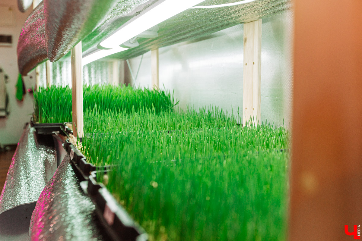 Владимирские студенты, открывшие на грант «Территории смыслов» сити-ферму почти в центре города, о популярных экопродуктах и пользе домашнего хозяйства для здоровья