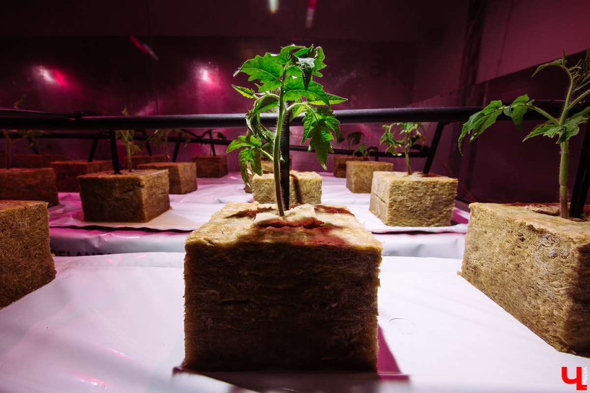 Владимирские студенты, открывшие на грант «Территории смыслов» сити-ферму почти в центре города, о популярных экопродуктах и пользе домашнего хозяйства для здоровья