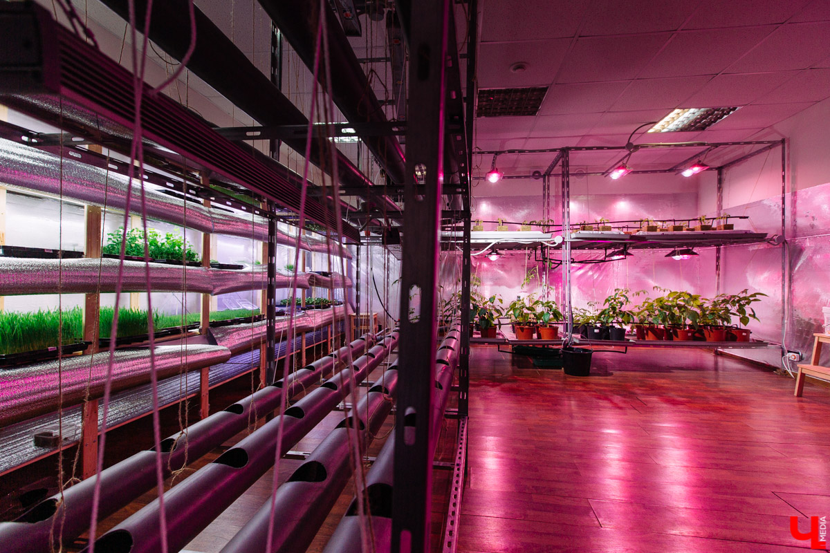 Владимирские студенты, открывшие на грант «Территории смыслов» сити-ферму почти в центре города, о популярных экопродуктах и пользе домашнего хозяйства для здоровья