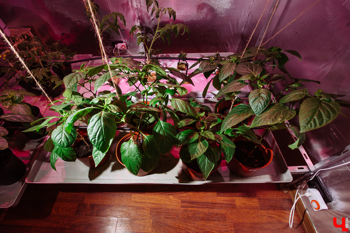 Владимирские студенты, открывшие на грант «Территории смыслов» сити-ферму почти в центре города, о популярных экопродуктах и пользе домашнего хозяйства для здоровья