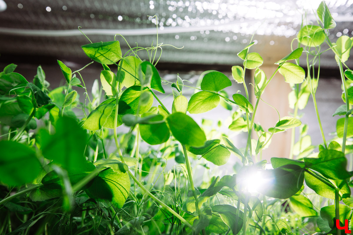 Владимирские студенты, открывшие на грант «Территории смыслов» сити-ферму почти в центре города, о популярных экопродуктах и пользе домашнего хозяйства для здоровья