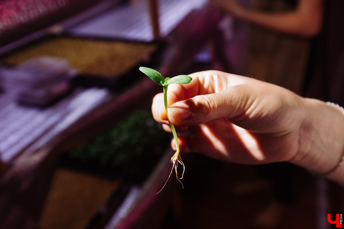Владимирские студенты, открывшие на грант «Территории смыслов» сити-ферму почти в центре города, о популярных экопродуктах и пользе домашнего хозяйства для здоровья