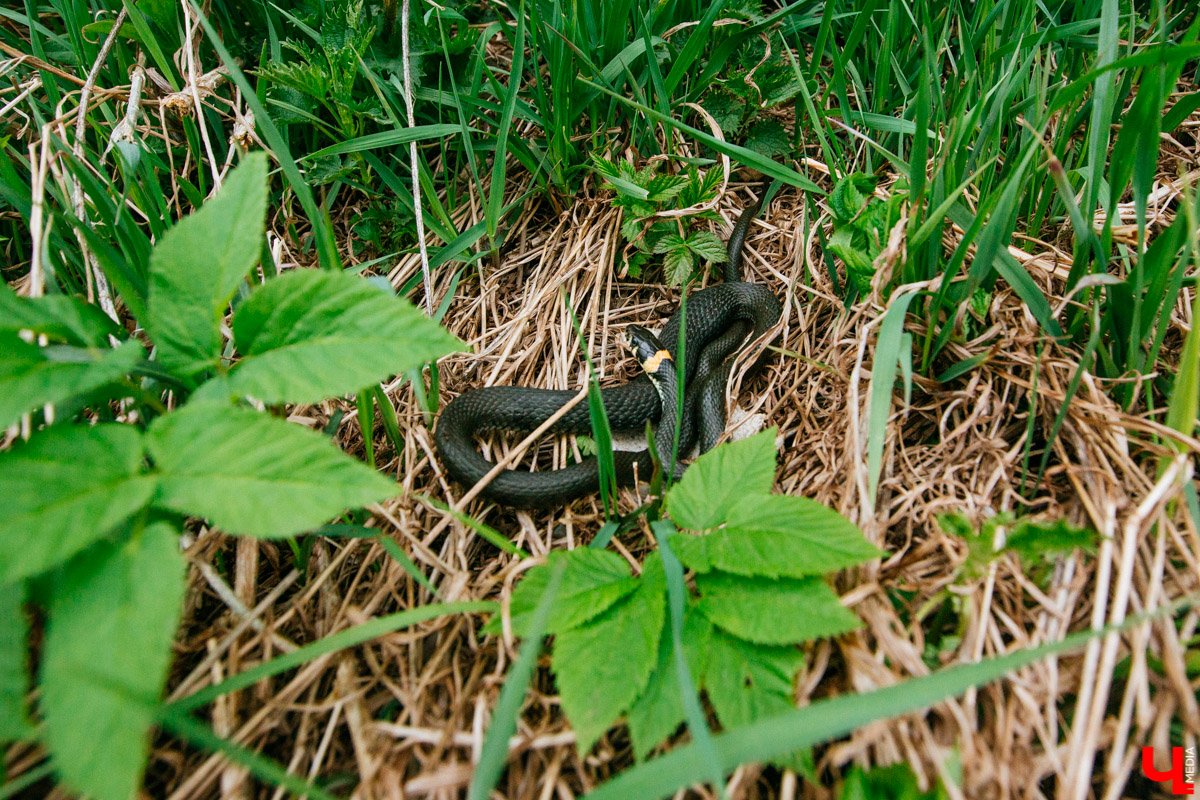 В селе Милиново с 1990-х никто не живет. Здесь сохранились развалины домов и руины старинного храма