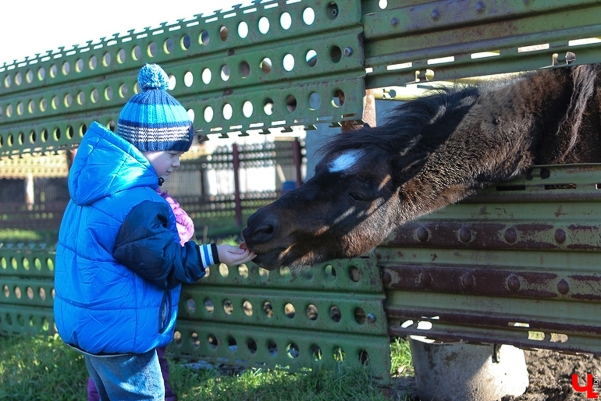 У енотов, коз, овец, страусов и верблюдов тоже самоизоляция. Узнаем, как изменилась жизнь у обитателей мини-зоопарков Владимирской области