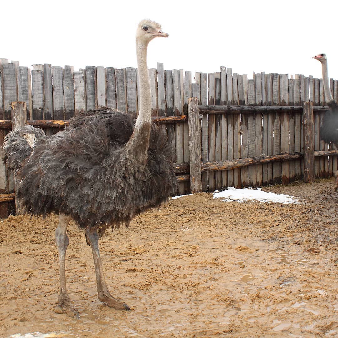 У енотов, коз, овец, страусов и верблюдов тоже самоизоляция. Узнаем, как изменилась жизнь у обитателей мини-зоопарков Владимирской области