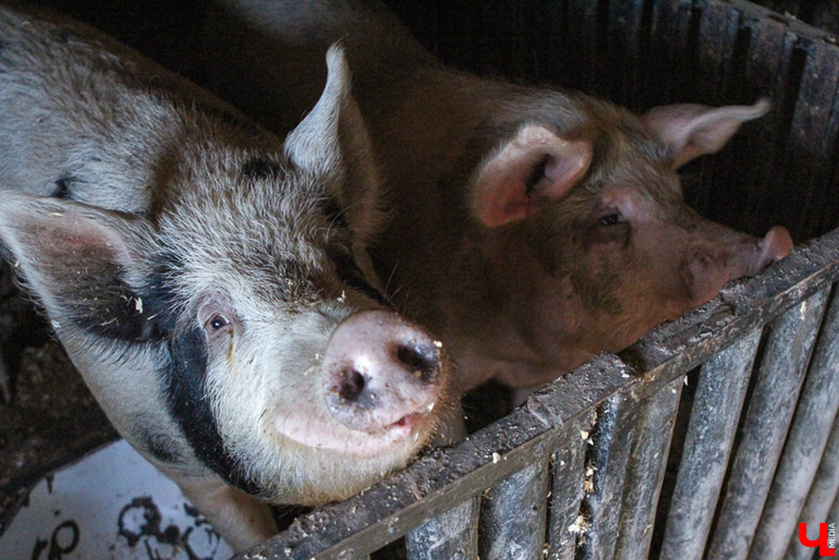 У енотов, коз, овец, страусов и верблюдов тоже самоизоляция. Узнаем, как изменилась жизнь у обитателей мини-зоопарков Владимирской области