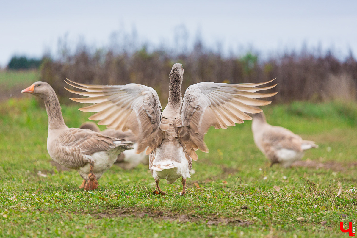 У енотов, коз, овец, страусов и верблюдов тоже самоизоляция. Узнаем, как изменилась жизнь у обитателей мини-зоопарков Владимирской области