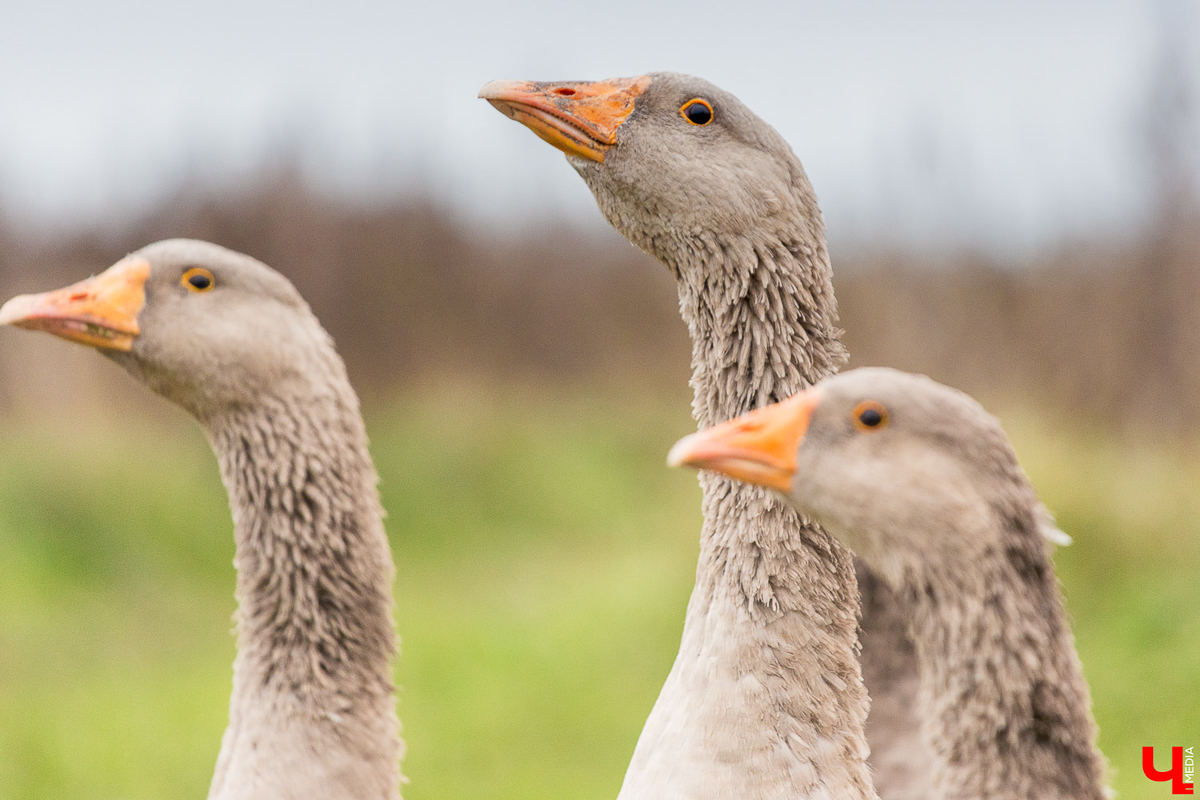 У енотов, коз, овец, страусов и верблюдов тоже самоизоляция. Узнаем, как изменилась жизнь у обитателей мини-зоопарков Владимирской области