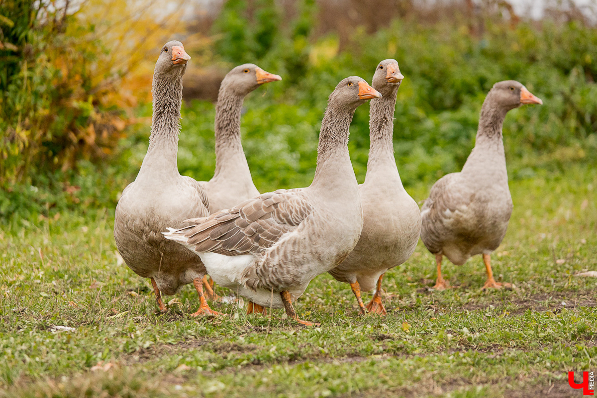 У енотов, коз, овец, страусов и верблюдов тоже самоизоляция. Узнаем, как изменилась жизнь у обитателей мини-зоопарков Владимирской области
