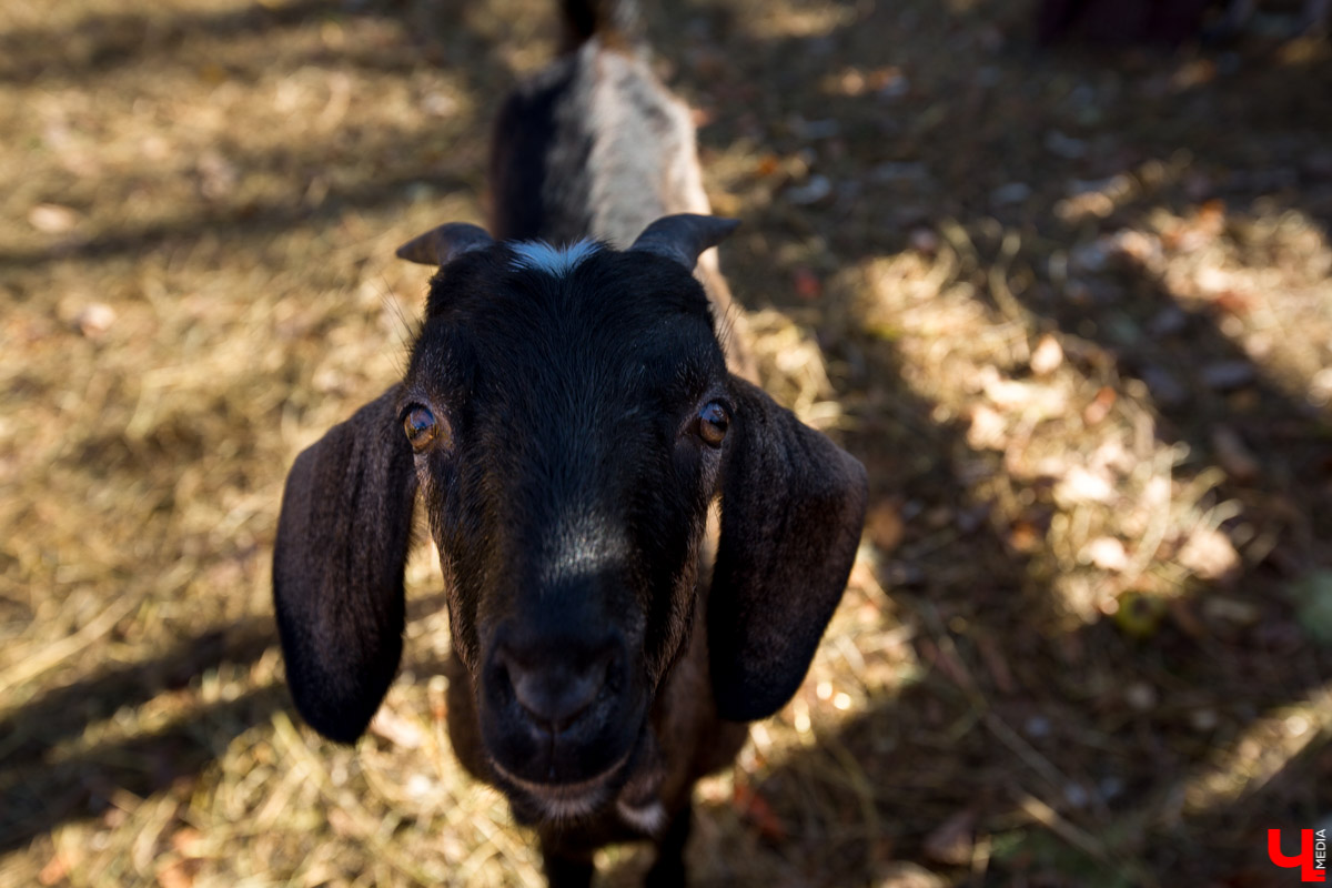 У енотов, коз, овец, страусов и верблюдов тоже самоизоляция. Узнаем, как изменилась жизнь у обитателей мини-зоопарков Владимирской области