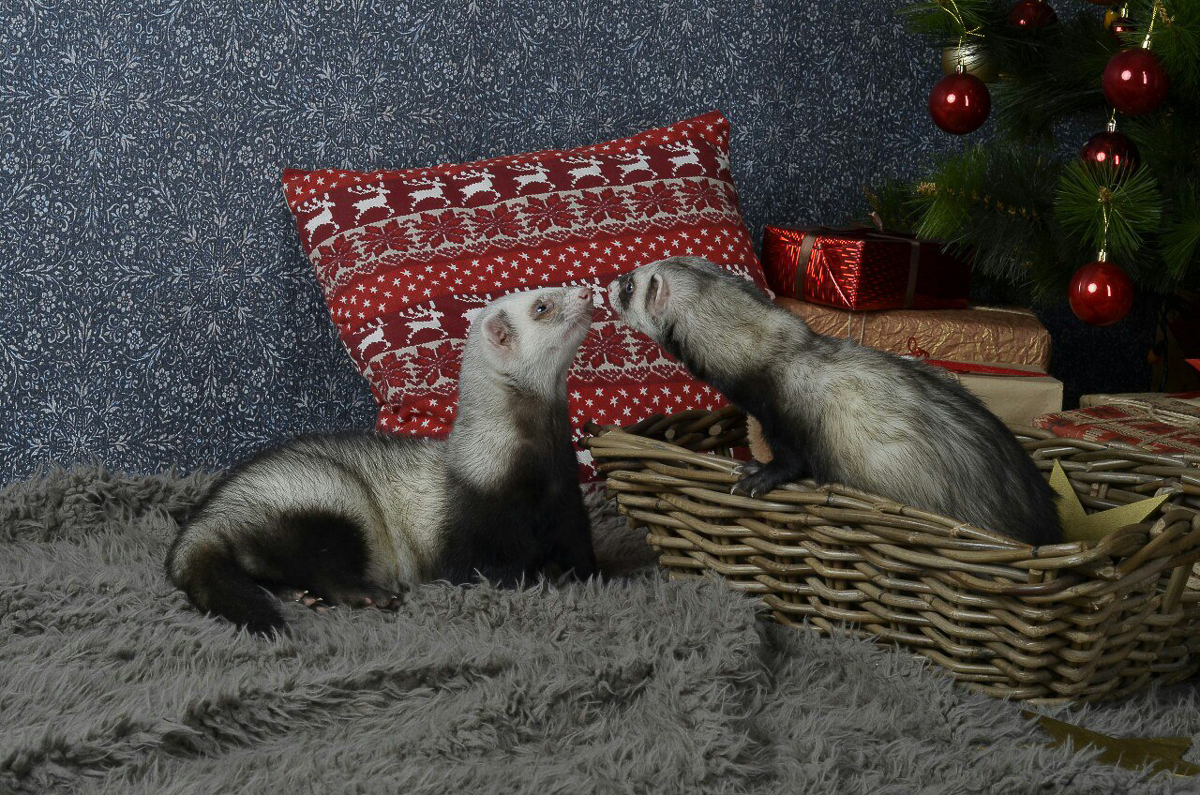 Благотворительный фотопроект «Сфотографируйся и ты», помогающий бездомным животным, совсем скоро отметит пятилетний юбилей. Показываем самые очаровательные снимки за всю его мини-историю