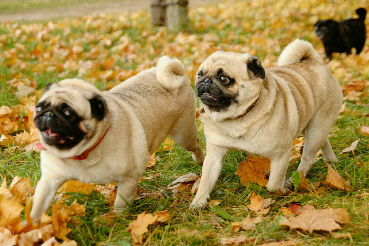 Благотворительный фотопроект «Сфотографируйся и ты», помогающий бездомным животным, совсем скоро отметит пятилетний юбилей. Показываем самые очаровательные снимки за всю его мини-историю