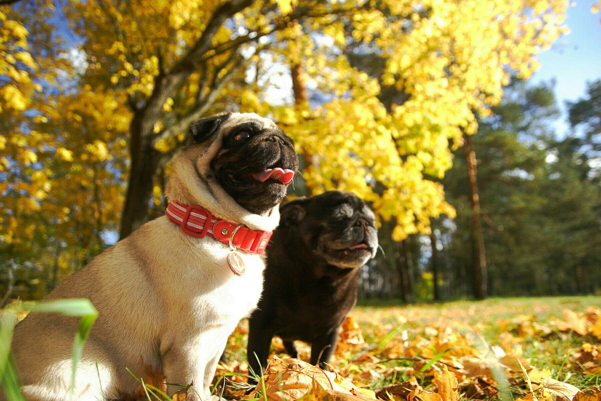 Благотворительный фотопроект «Сфотографируйся и ты», помогающий бездомным животным, совсем скоро отметит пятилетний юбилей. Показываем самые очаровательные снимки за всю его мини-историю