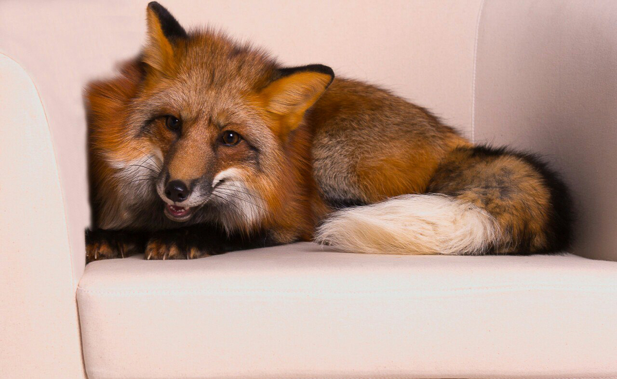 Благотворительный фотопроект «Сфотографируйся и ты», помогающий бездомным животным, совсем скоро отметит пятилетний юбилей. Показываем самые очаровательные снимки за всю его мини-историю