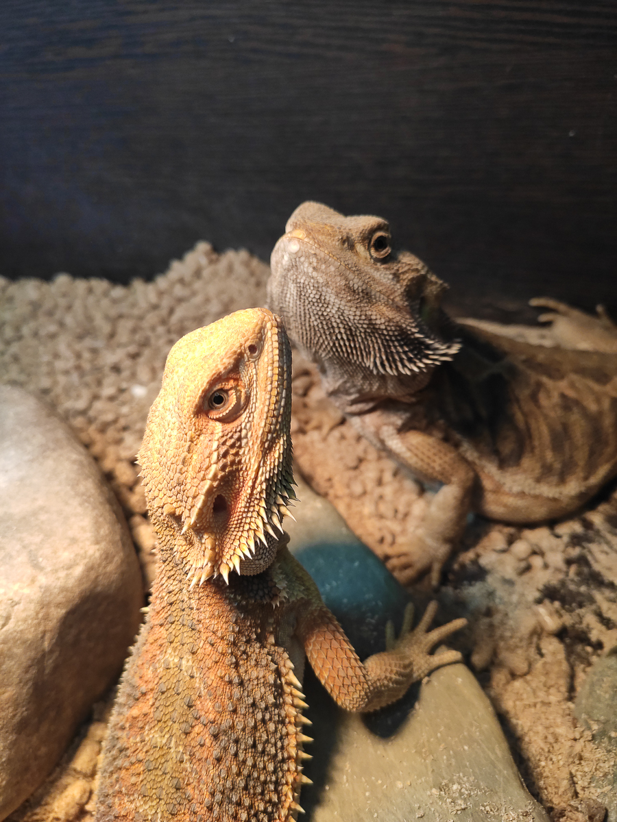 Тигровый питон, капский варан, амурский полоз. Кто еще обитает в домашнем питомнике рептилий владимирской семьи?