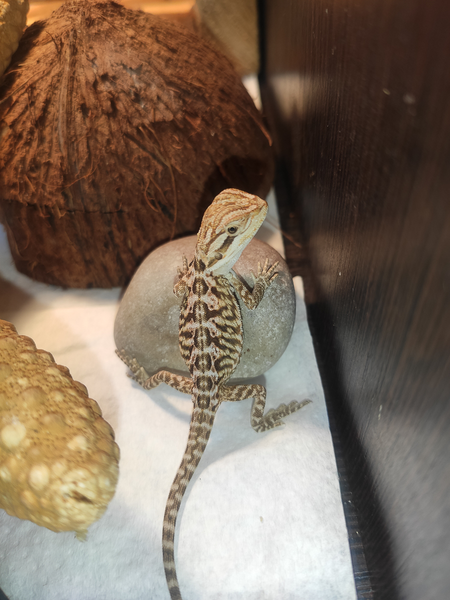 Тигровый питон, капский варан, амурский полоз. Кто еще обитает в домашнем питомнике рептилий владимирской семьи?