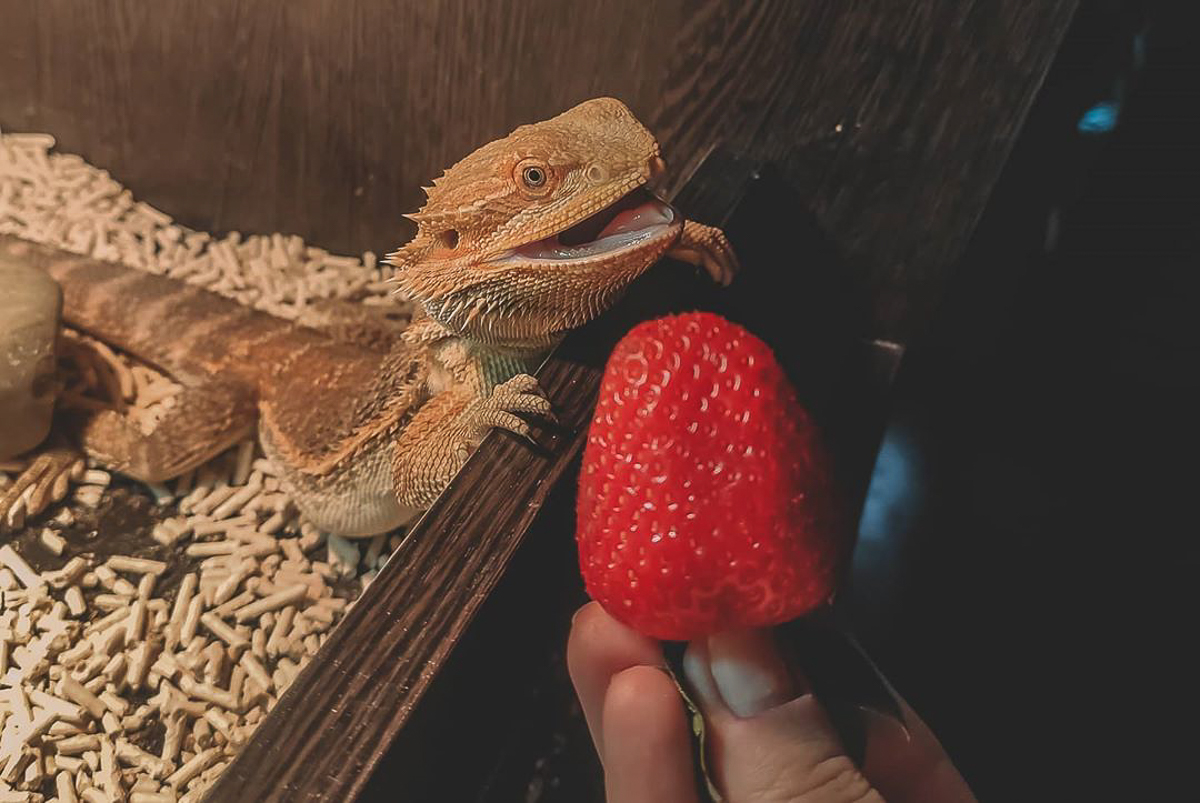 Тигровый питон, капский варан, амурский полоз. Кто еще обитает в домашнем питомнике рептилий владимирской семьи?