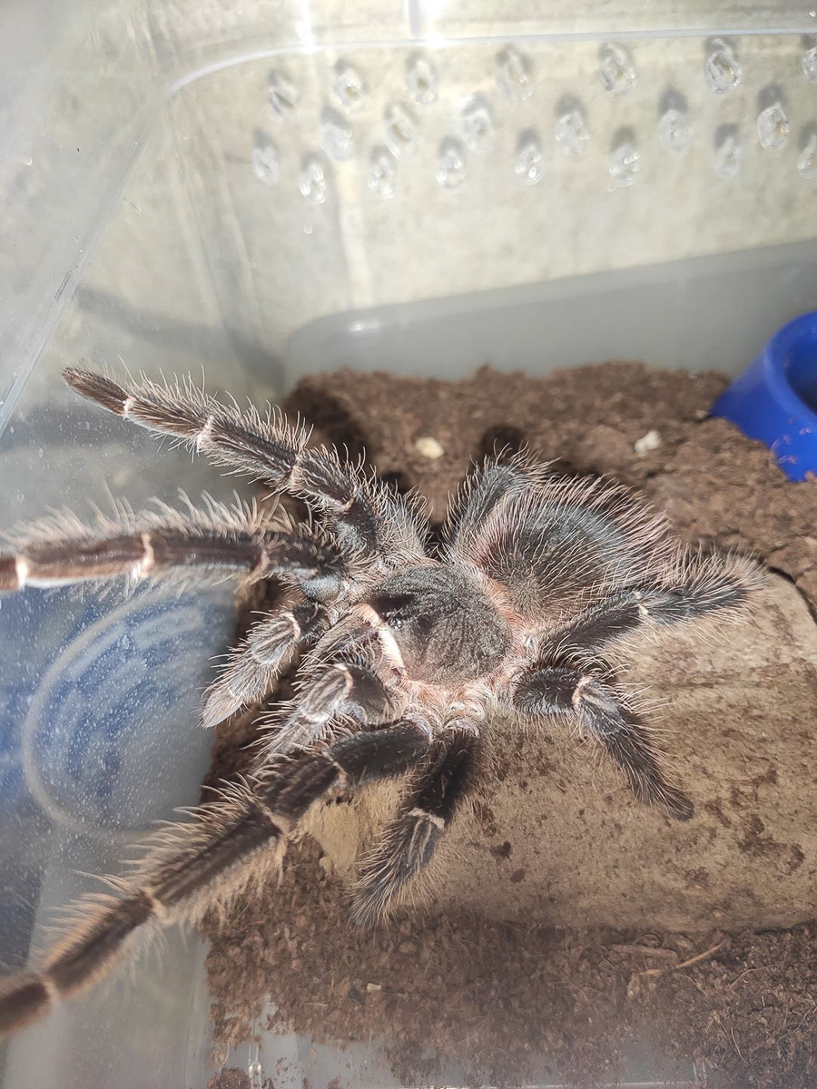 Тигровый питон, капский варан, амурский полоз. Кто еще обитает в домашнем питомнике рептилий владимирской семьи?