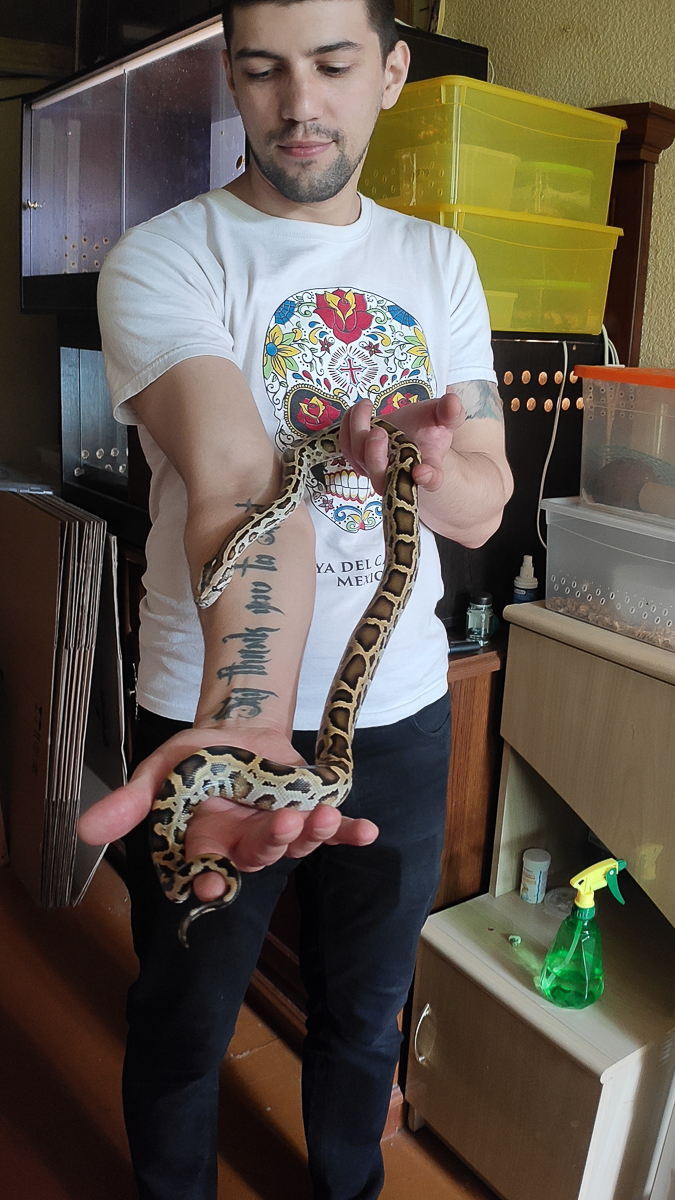 Тигровый питон, капский варан, амурский полоз. Кто еще обитает в домашнем питомнике рептилий владимирской семьи?