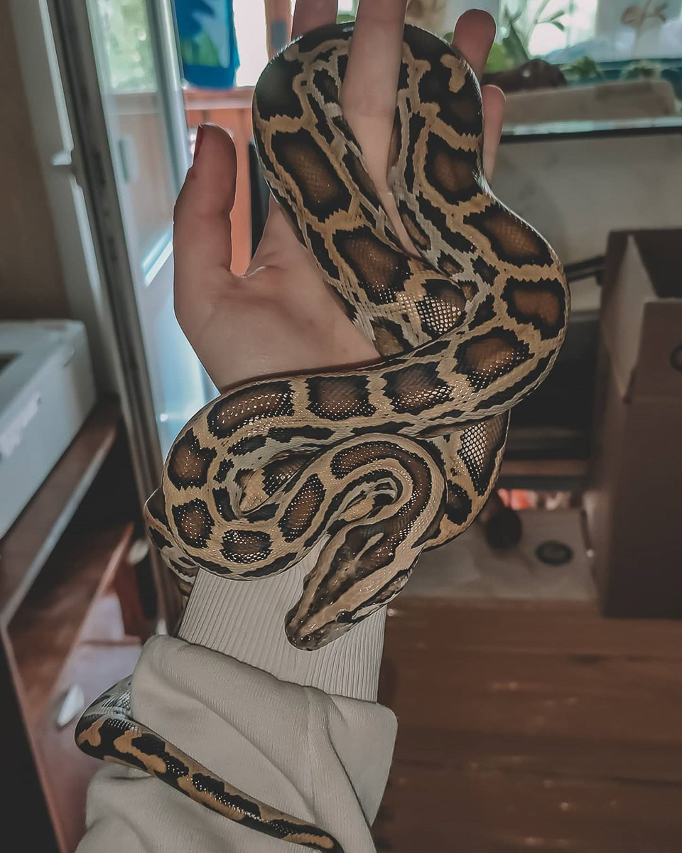 Тигровый питон, капский варан, амурский полоз. Кто еще обитает в домашнем питомнике рептилий владимирской семьи?