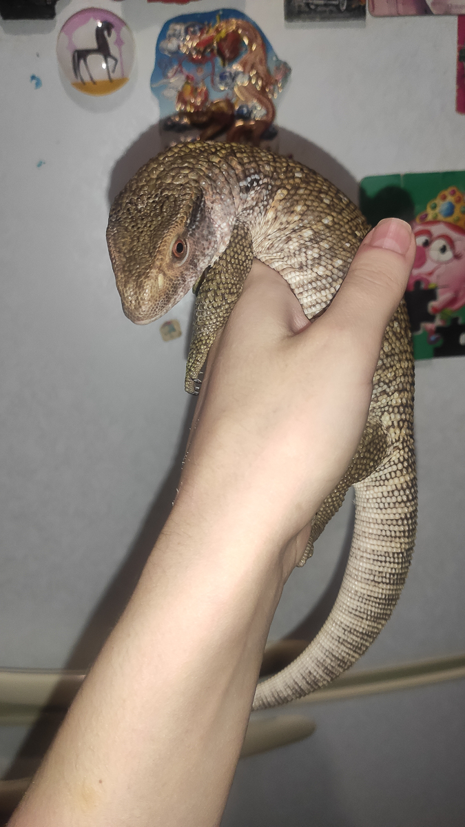 Тигровый питон, капский варан, амурский полоз. Кто еще обитает в домашнем питомнике рептилий владимирской семьи?