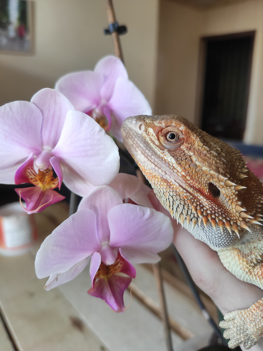 Тигровый питон, капский варан, амурский полоз. Кто еще обитает в домашнем питомнике рептилий владимирской семьи?