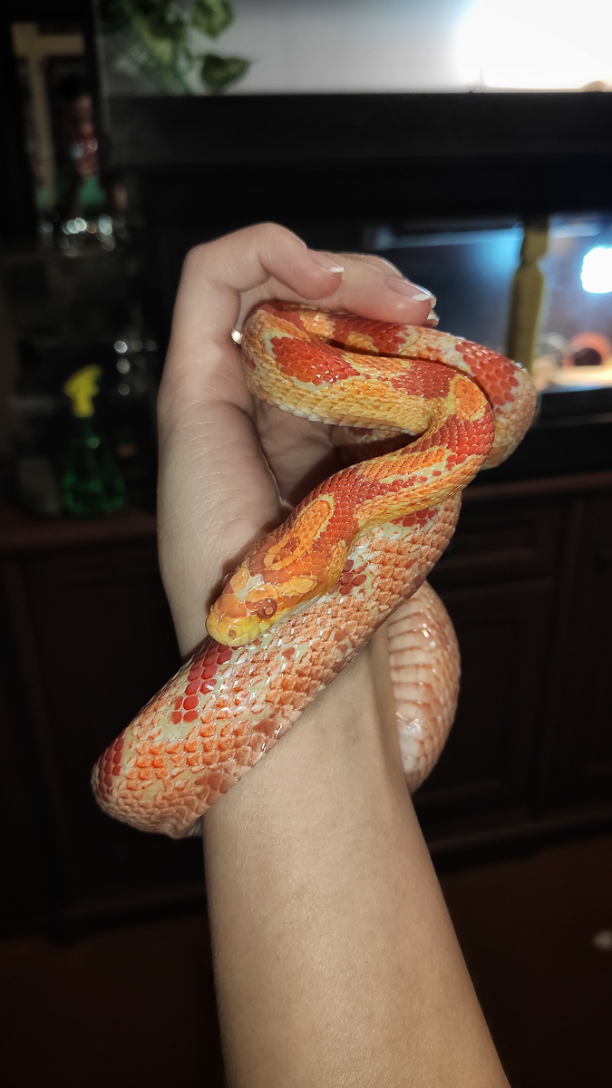 Тигровый питон, капский варан, амурский полоз. Кто еще обитает в домашнем питомнике рептилий владимирской семьи?