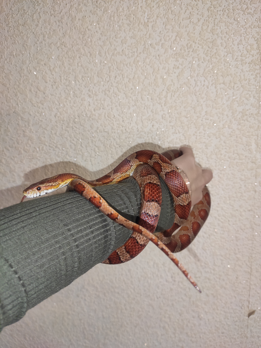 Тигровый питон, капский варан, амурский полоз. Кто еще обитает в домашнем питомнике рептилий владимирской семьи?