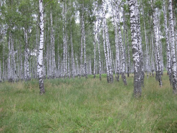 Конкурс «Самая красивая деревня Владимирской области-2020» начался. Победителям вручат 150 000 рублей