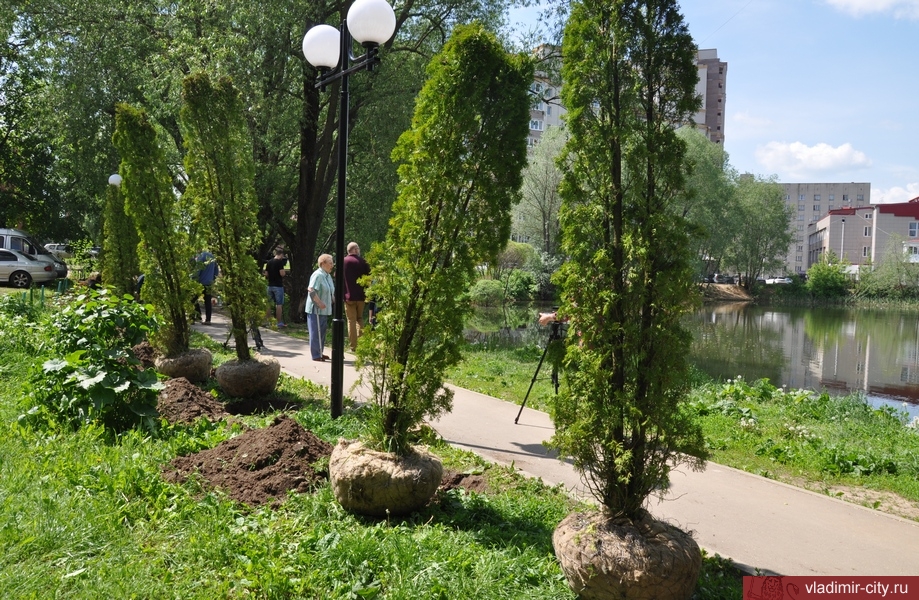 Соловьиный пруд, Нижняя Дуброва, Театральная площадь — именно там за последние полмесяца появились зеленые аллеи. Владимирский ландшафтный дизайнер поделилась своим профессиональным мнением насчет этого