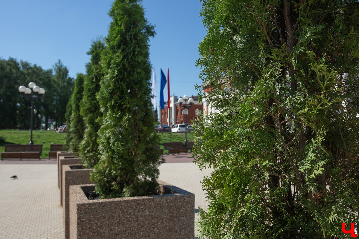 Соловьиный пруд, Нижняя Дуброва, Театральная площадь — именно там за последние полмесяца появились зеленые аллеи. Владимирский ландшафтный дизайнер поделилась своим профессиональным мнением насчет этого