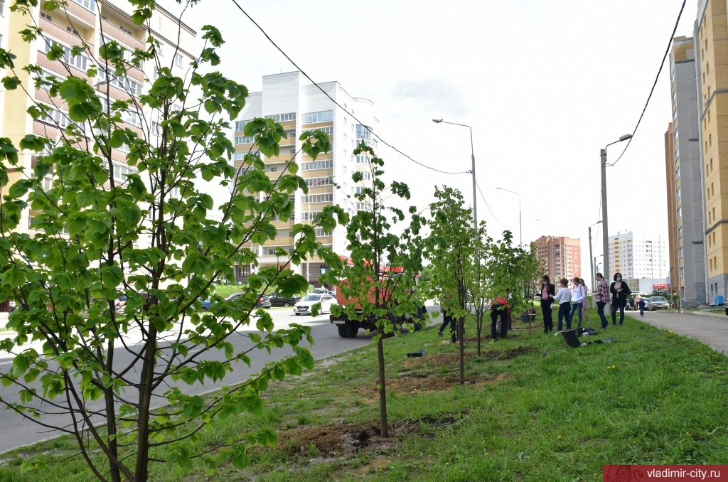 Соловьиный пруд, Нижняя Дуброва, Театральная площадь — именно там за последние полмесяца появились зеленые аллеи. Владимирский ландшафтный дизайнер поделилась своим профессиональным мнением насчет этого