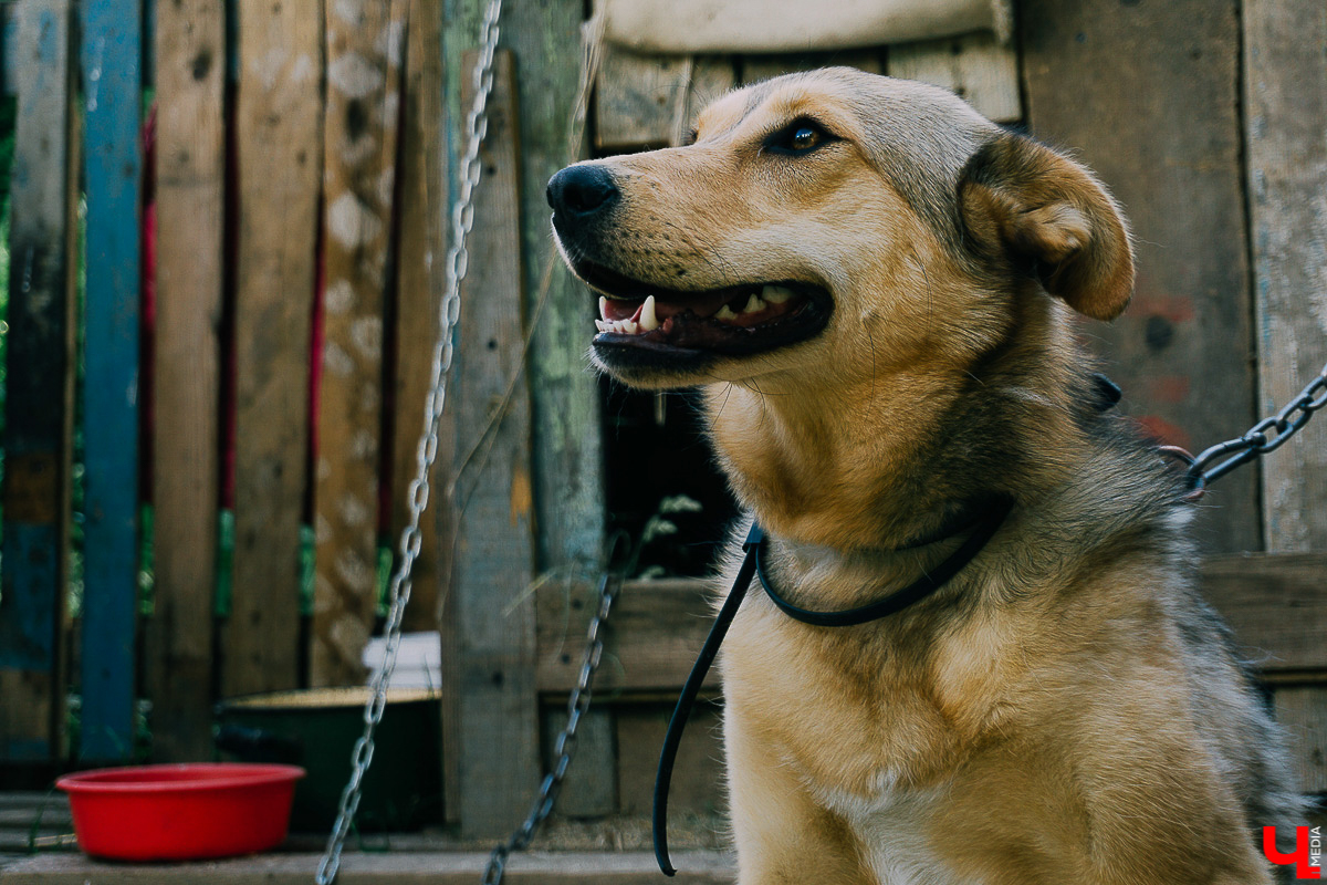 За год передержка «Натали» пристроила более 50 хвостиков к хозяевам. Разбираемся, чем двортерьеры подкупают владимирцев