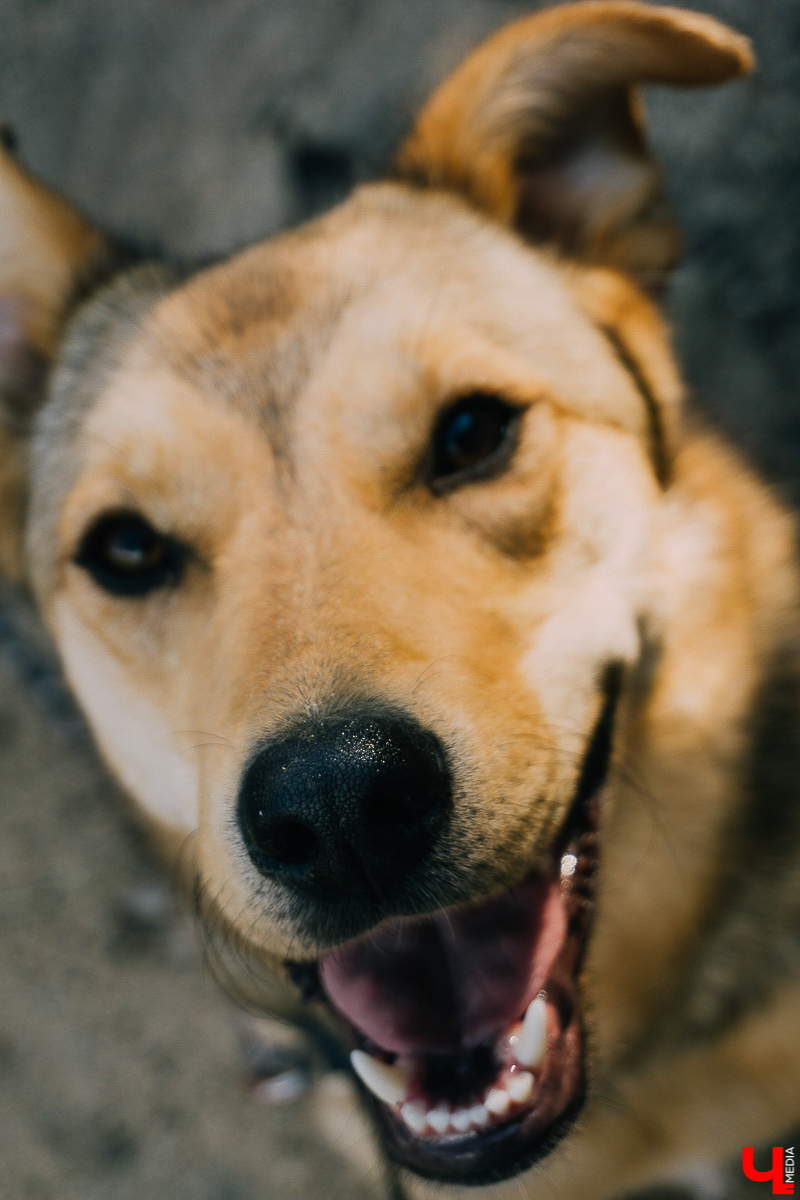 За год передержка «Натали» пристроила более 50 хвостиков к хозяевам. Разбираемся, чем двортерьеры подкупают владимирцев