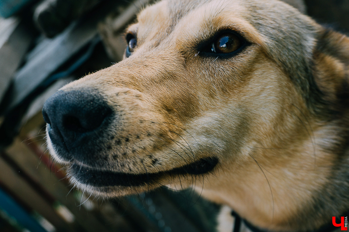 За год передержка «Натали» пристроила более 50 хвостиков к хозяевам. Разбираемся, чем двортерьеры подкупают владимирцев