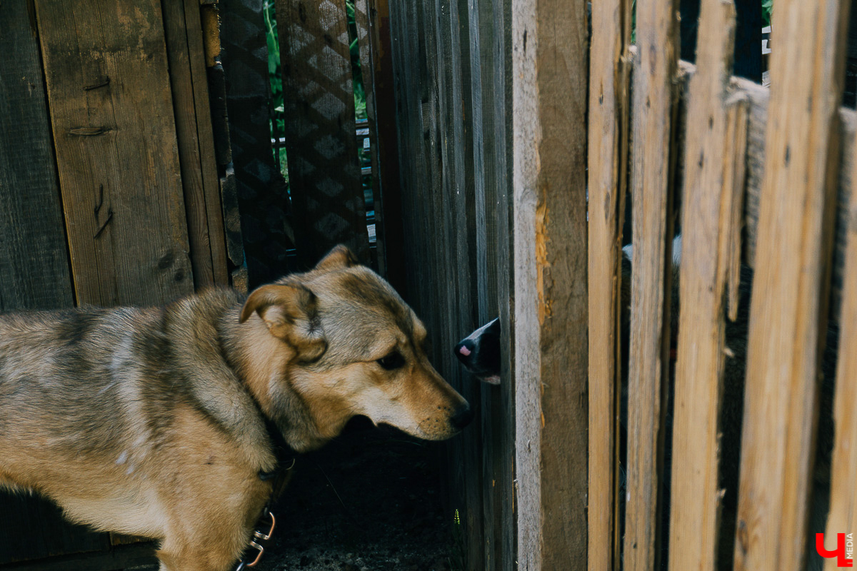 За год передержка «Натали» пристроила более 50 хвостиков к хозяевам. Разбираемся, чем двортерьеры подкупают владимирцев